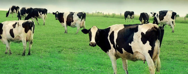 Животноводческие агрокооперативы действуют в более 14о общин Армении