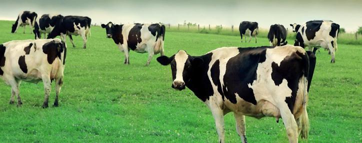 Регулятор прокомментировал заявление о вспышке бруцеллеза в Вайоцдзорской области