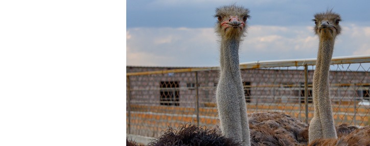 В Масисе при содействии Акба банка создана страусиная ферма (ВИДЕО)