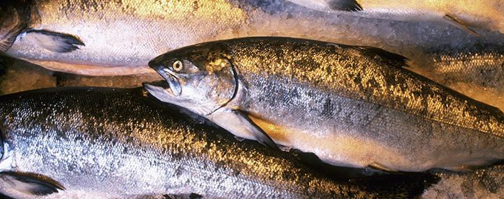 Россельхознадзор приостановил оформление партии охлажденной рыбы из Армении