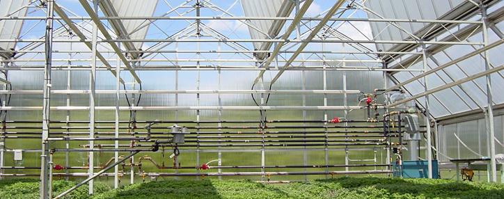 Total area of greenhouses in Armenia doubled over five years