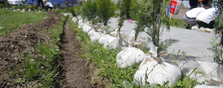 ԱԿԲԱ-ԿՐԵԴԻՏ ԱԳՐԻԿՈԼ ԲԱՆԿԸ ծառատունկ է իրականացրել Ակունք գյուղում