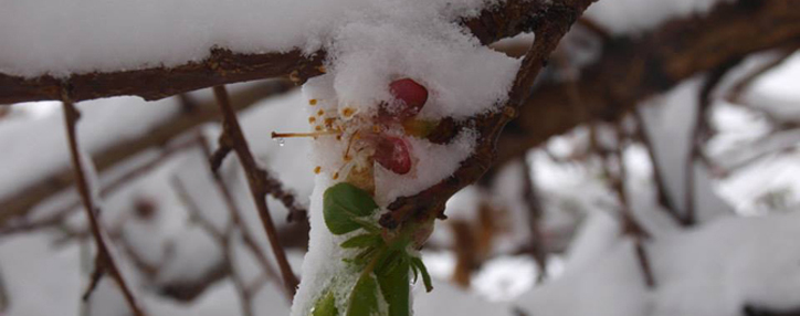 Заморозки и снег угрожают цветущим абрикосам в Армении