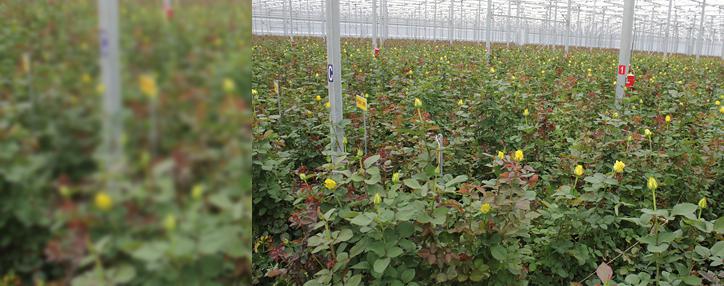 Новый парник компании «Экотомато» открылся при финансовой поддержке Банка ВТБ (Армения)