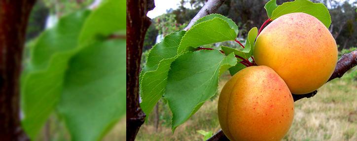 Հայաստանում ծիրանի բերքի ընդհանուր ծավալը 2013թ.–ին ավելի քան 86 հազար տոննա է կազմել. Գյուղատնտեսության նախարարություն