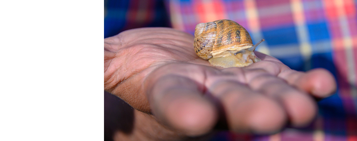 First snail breeding farm established in Armenia