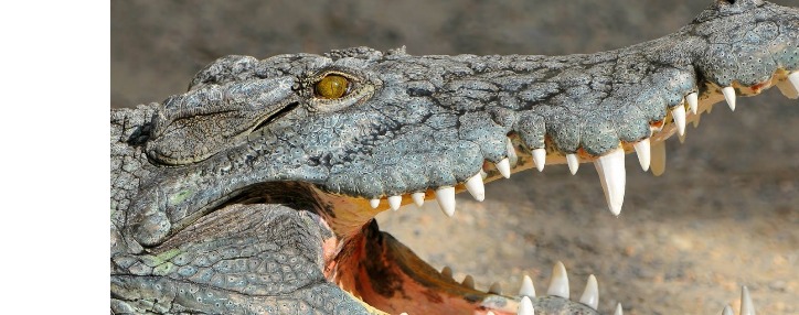 Ферма по разведению крокодилов появится в Армении, инвестиции составят $11,5 млн.