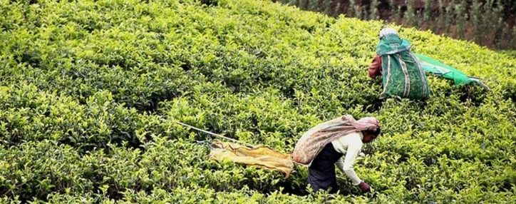 FT прогнозирует подорожание индийского чая из-за коронавируса и засухи