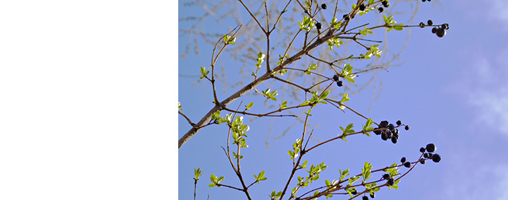 Օդերևութաբանները կանխատեսում են Հայաստանում տեղումների դադարում և եղանակի տաքացում