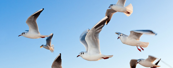 Армения ограничила вход на территорию заповедника Норашен в Севанском Нацпарке