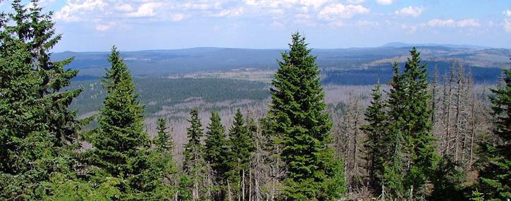 Лесной госкомитет будет создан в Армении