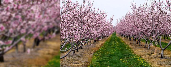Минсельхоз предупреждает об угрозе заморозков для плодовых деревьев в Армении