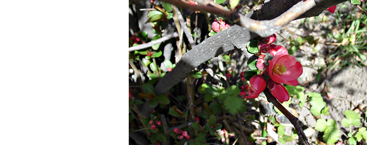 Ամառ է գալիս. Երևանում սպասվում է +30 աստիճան