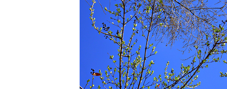  Yerevan plans to cut down 1,250 hazardous and dead trees