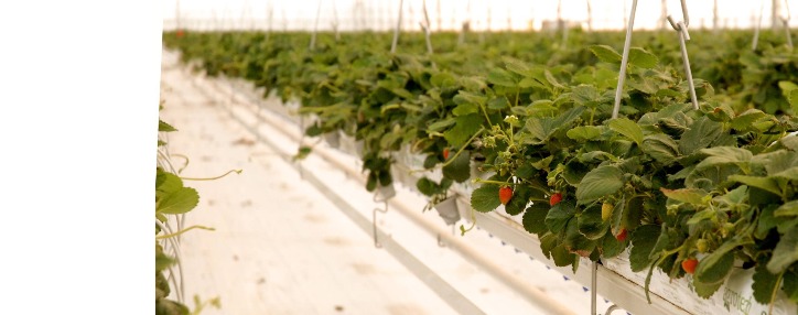 Тепличные хозяйства Армении показали беспрецедентный рост экспорта – Пашинян