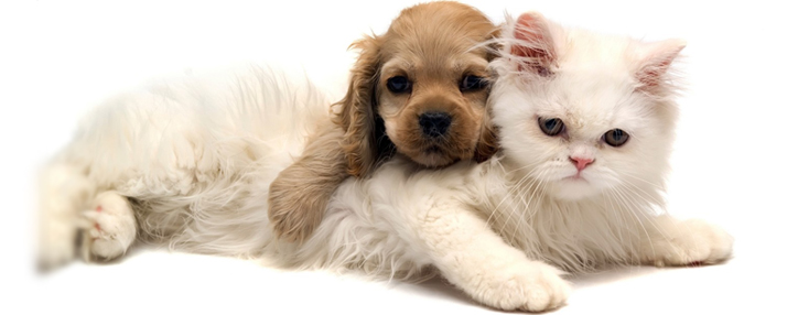 Защитница животных считает абсурдной введенную в Армении пошлину за содержание домашних питомцев