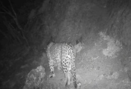 Ֆոտոթակարդները նկարահանել են կովկասյան ընձառյուծին (ՎԻԴԵՈ)