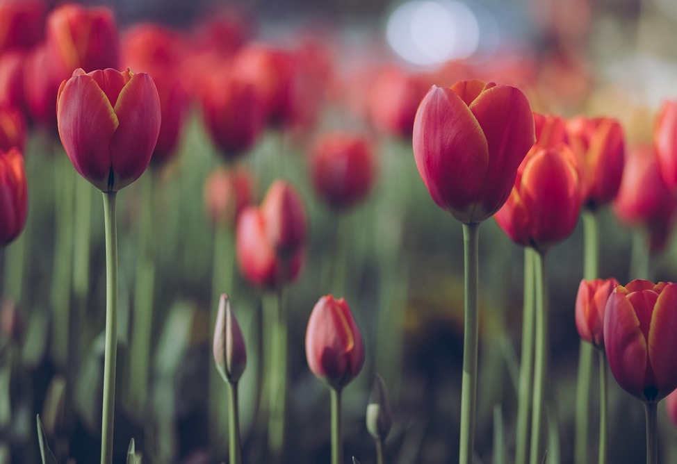 Greenhouse farms of Armenia exported products worth $118.5 million in 2024