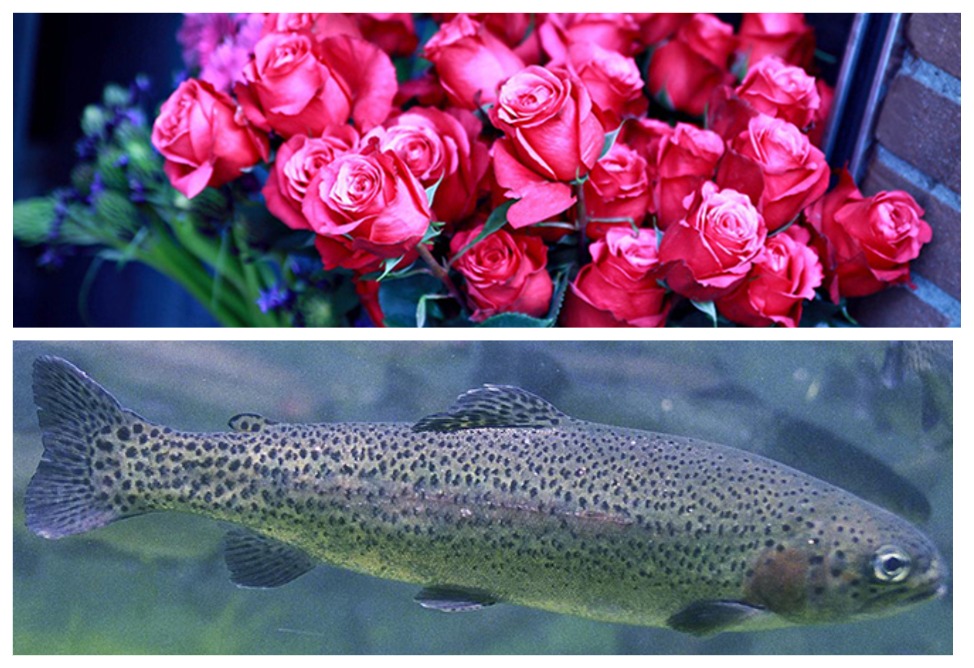 В России заявили о сохраняющихся претензиях к продукции из Армении