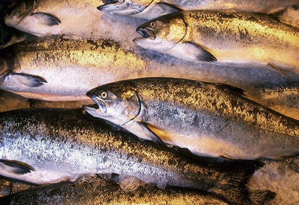 В Армении запретили промысловый вылов сига