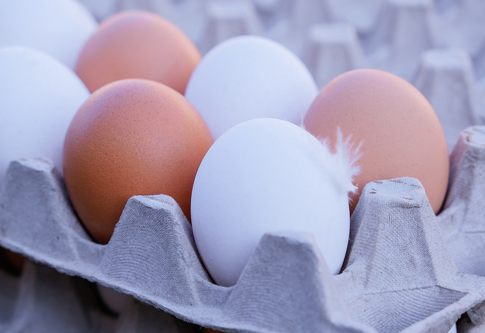 Ձվի արտադրամասի գործունեություն է կասեցվել․ հայտնաբերվել են խախտումներ