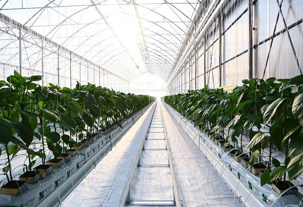 New greenhouse farm worth 9 million euros established in Armenia