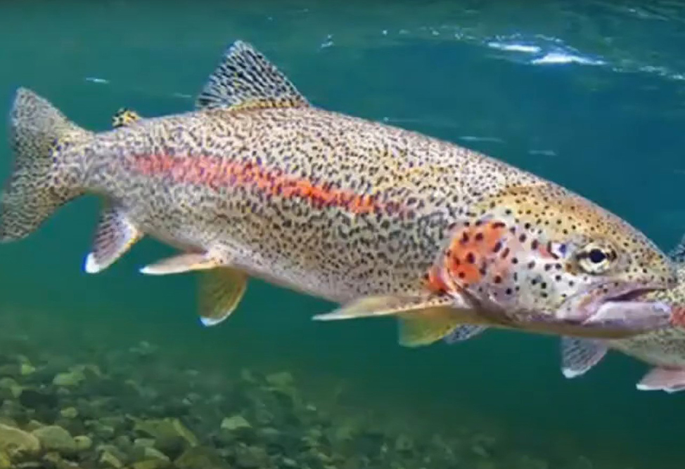 Армения поставила в Россию 3,5 тонн форели за январь-сентябрь 