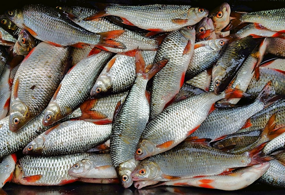 Armenia plans to export fish and fish products to the EU for the first time