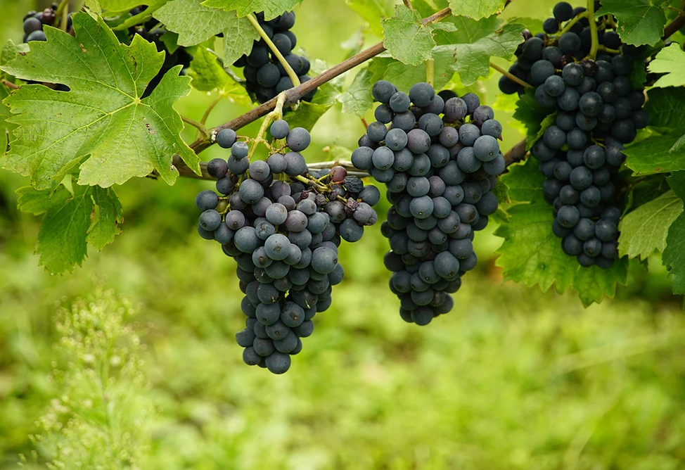 Валовое производство в агросекторе, лесном хозяйстве и рыболовстве в Армении в 2024 году превысило 1 трлн. драмов