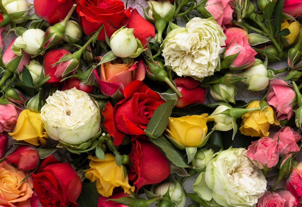 Investment of 2.35 billion drams to be allocated for construction of  greenhouse