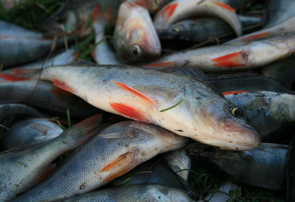  Russia has permitted new restrictions on fish imports from Armenia