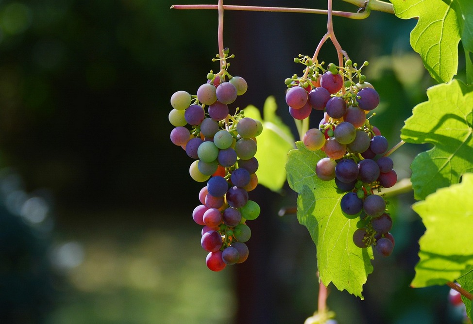 Armenia has already purchased 192,000 tons of grapes this year, says Economy Minister