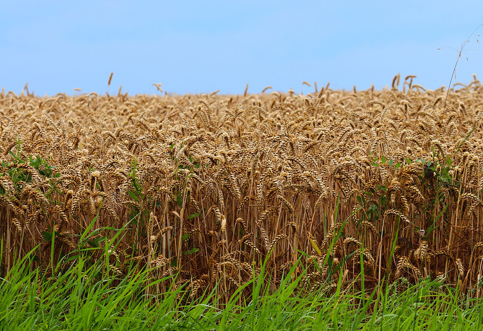 For the first time, grain from Russia's Volgograd Region was shipped to Armenia via Azerbaijan