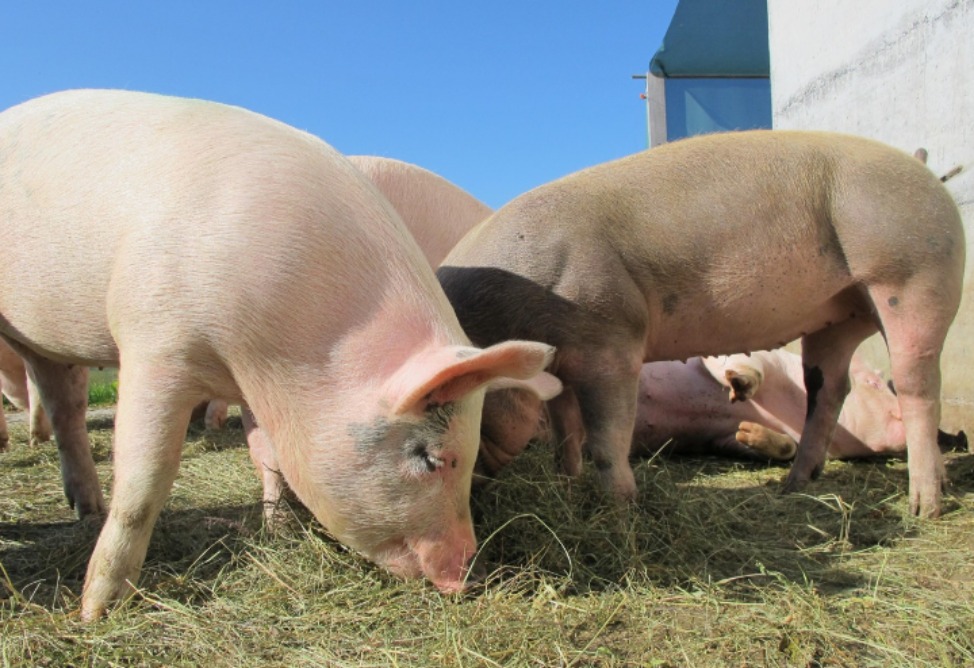 Pig farm to be built in Armavir, Armenia; project cost almost $5.5 million