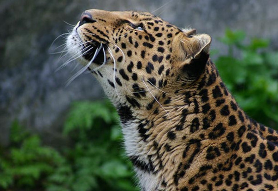 Армения ратифицировала соглашение об учреждении Международного альянса крупных кошек