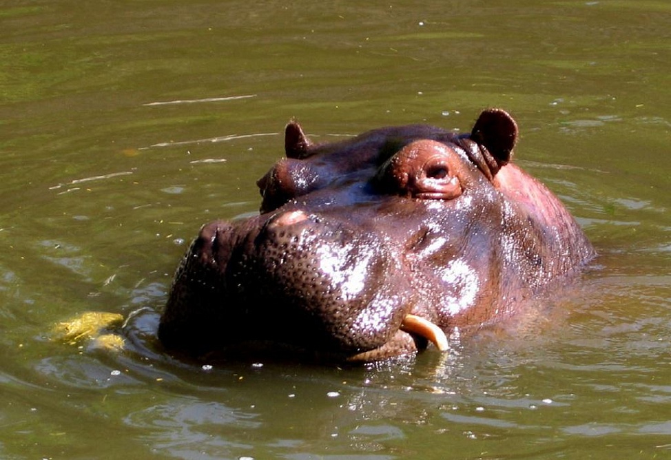 Ветеринарная клиника при ереванском зоопарке будет открыта в 2013 году