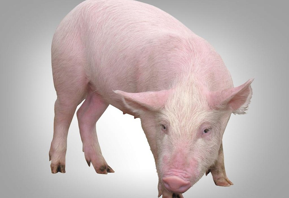 Случаев африканской чумы свиней в Армении на данный момент не зарегистрировано – Минсельхоз