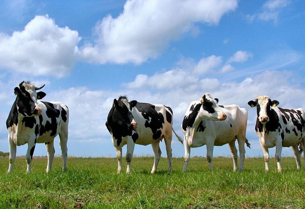 Минсельхоз Армении не занимается вопросом аренды Ираном пастбищ в Сюникской области