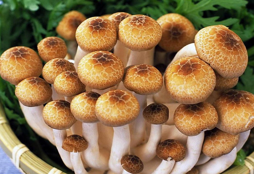 Семь случаев отравления грибами было зафиксировано в Армении в 2014 году - Минздрав