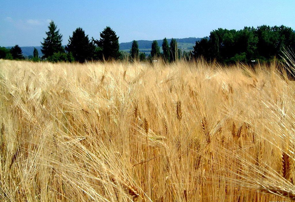 Минсельхоз США повысил прогноз вывоза пшеницы из России