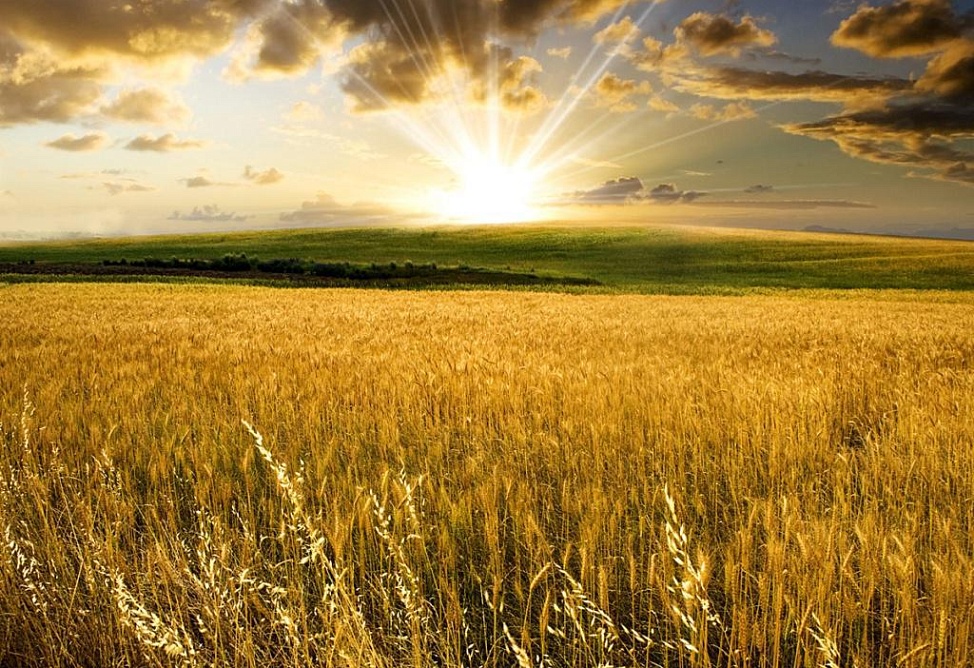 Сбор урожая зерновых начался в Карабахе