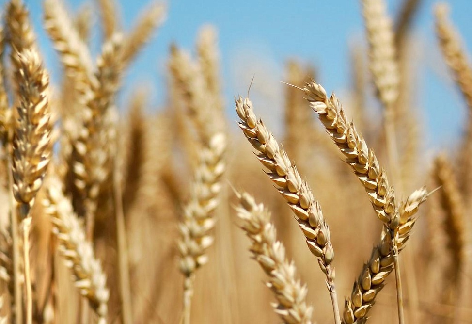 Около 4 тыс. тонн семян необходимо армянским фермерам для посева озимых  – Карапетян