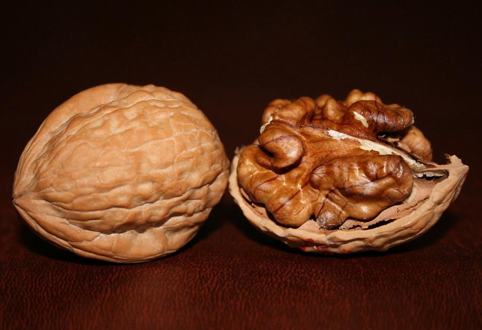 Ливанская компания намерена основать в Котайкской области Армении ореховые сады