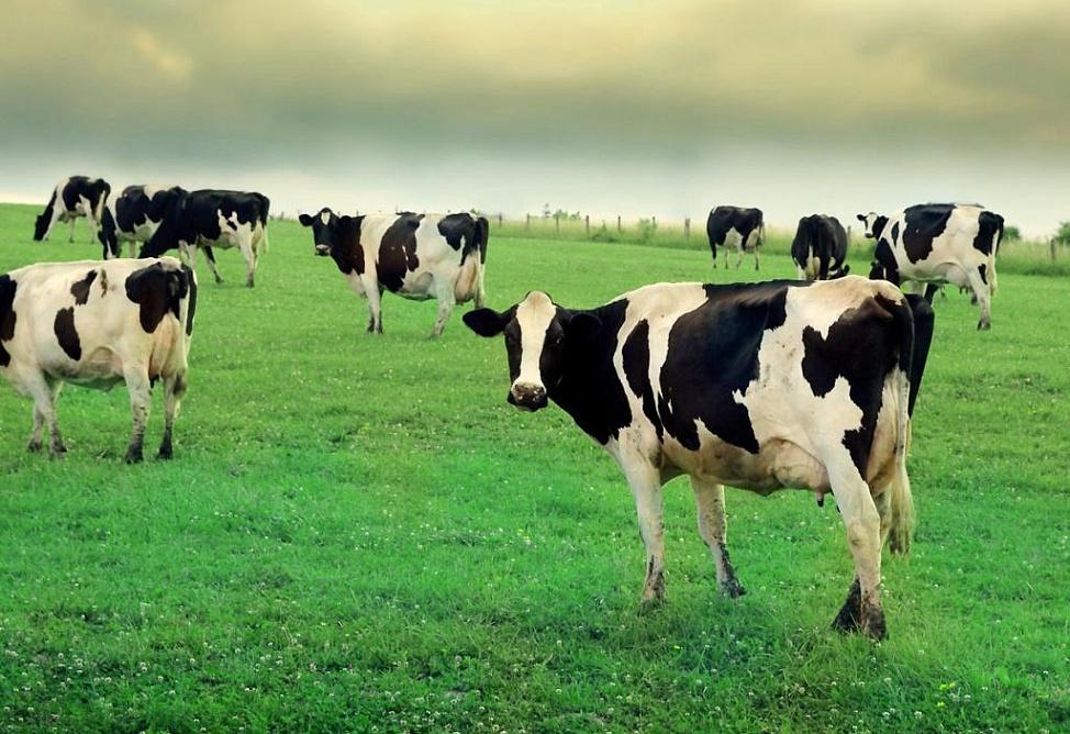 Более 45 случаев бруцеллеза крупного рогатого скота зарегистрировано в Котайской области Армении