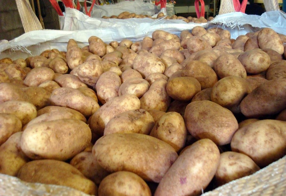 В ближайшие три года в Армении увеличатся посевные площади картофеля - Берберян