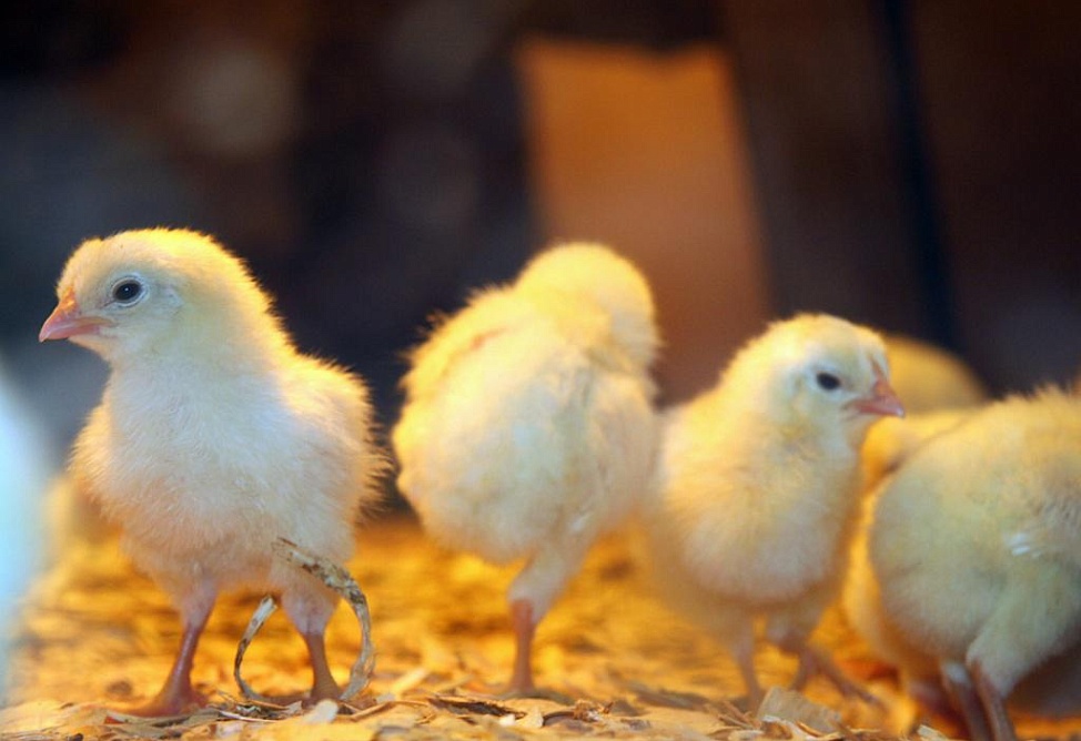 Armenia proposes exempting imported poultry feed products from excise duties