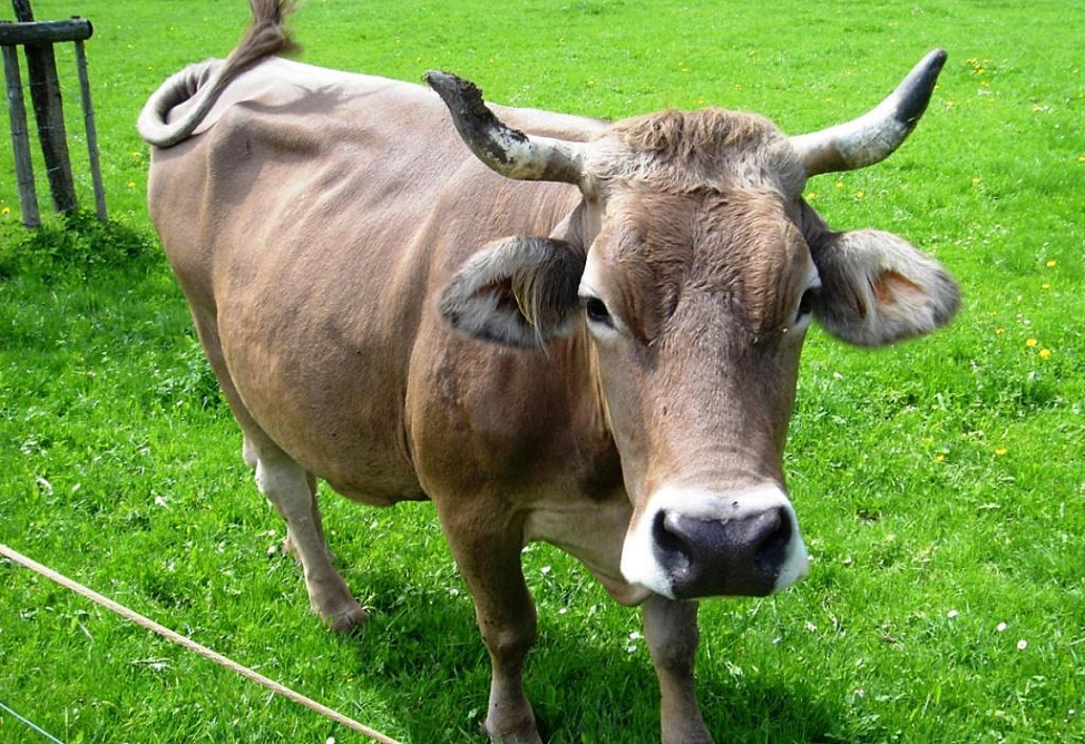 Пять новых скотобоен планируется построить в Армении в 2014 году - Минсельхоз