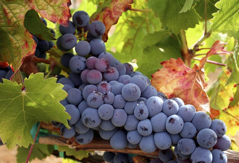 Армянские фермеры будут выращивать новые устойчивые сорта винограда