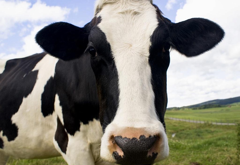 Ситуация с бруцеллезом в Армении находится под контролем – Минсельхоз